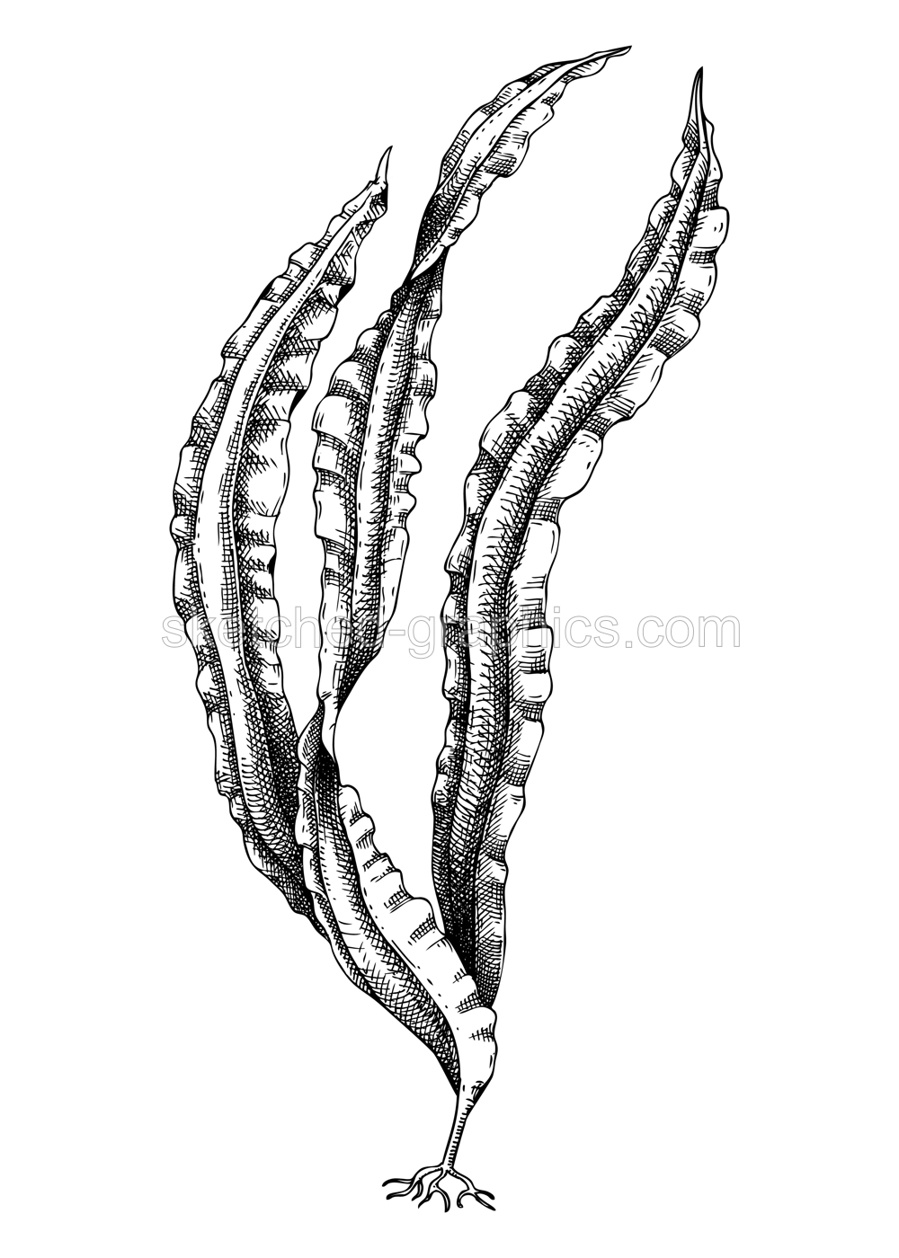 Hand drawn Konbu sketch. Kombu - edible seaweed drawing isolated on white background. Sea kelp vector food illustration. Japanese cuisines, healthy food ingredient in engraved style Illustration
